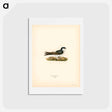 アートポストカード-Hirundo Urbica
 - スヴェンスカ フォグラル Postcard.