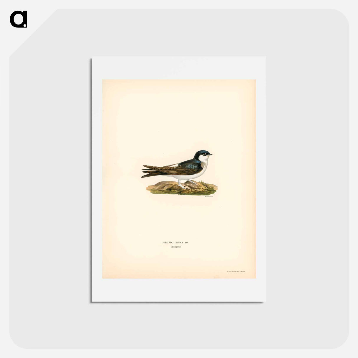 アートポストカード-Hirundo Urbica
 - スヴェンスカ フォグラル Postcard.