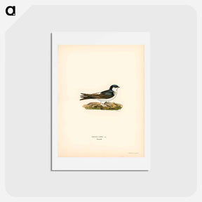 アートポストカード-Hirundo Urbica
 - スヴェンスカ フォグラル Postcard.