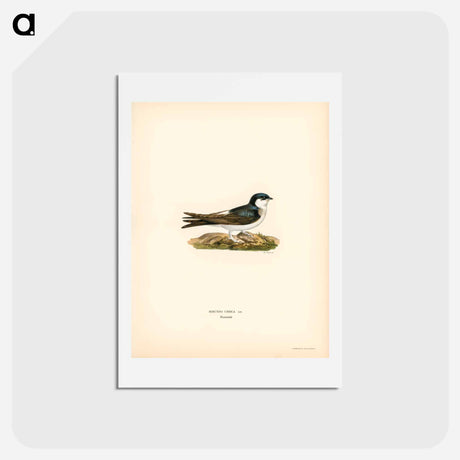 アートポストカード-Hirundo Urbica
 - スヴェンスカ フォグラル Postcard.