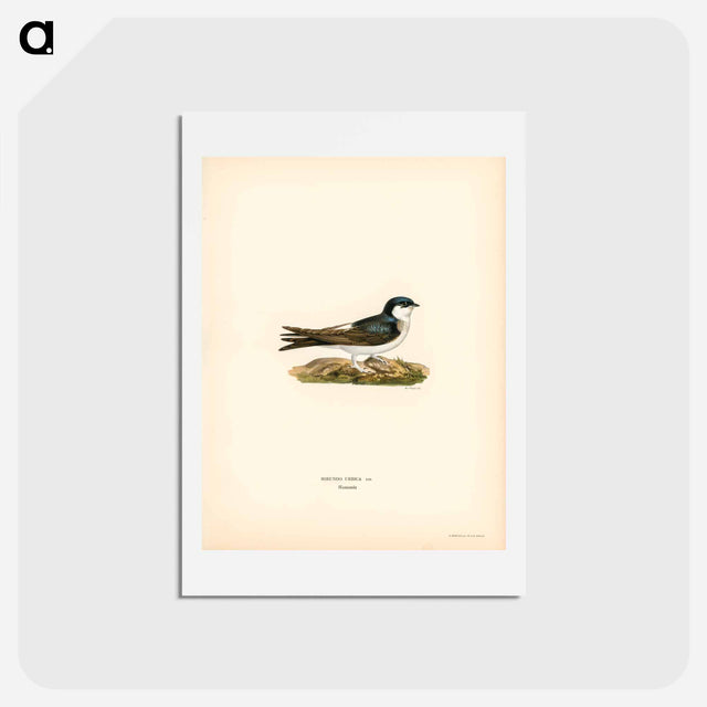 アートポストカード-Hirundo Urbica
 - スヴェンスカ フォグラル Postcard.