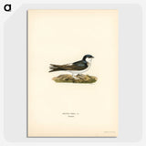3-46_Svenska-Faglar_picture-crop