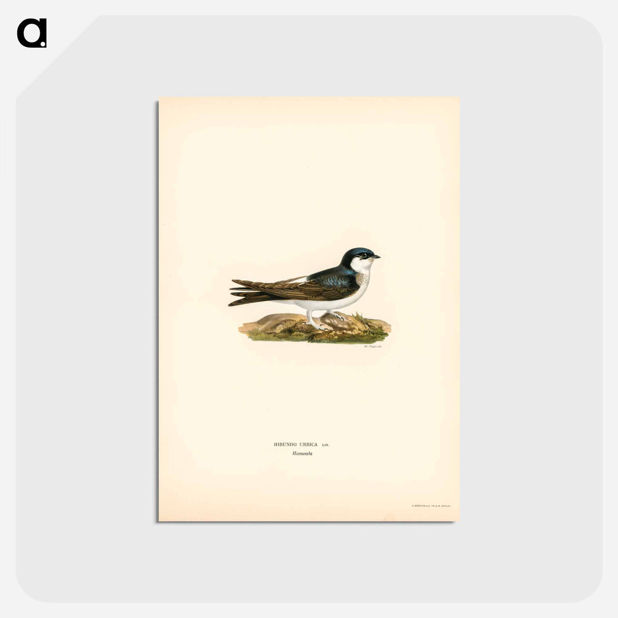 アートポストカード-Hirundo Urbica
 - スヴェンスカ フォグラル Postcard.