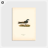 アートポストカード-Hirundo Urbica
 - スヴェンスカ フォグラル Postcard.