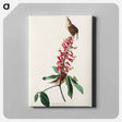 アートパネル-Great Carolina Wren from Birds of America
 - アメリカの鳥たち Canvas.