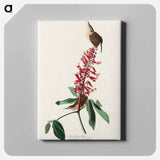 アートパネル-Great Carolina Wren from Birds of America
 - アメリカの鳥たち Canvas.