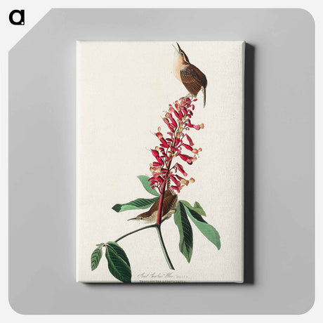 アートパネル-Great Carolina Wren from Birds of America
 - アメリカの鳥たち Canvas.