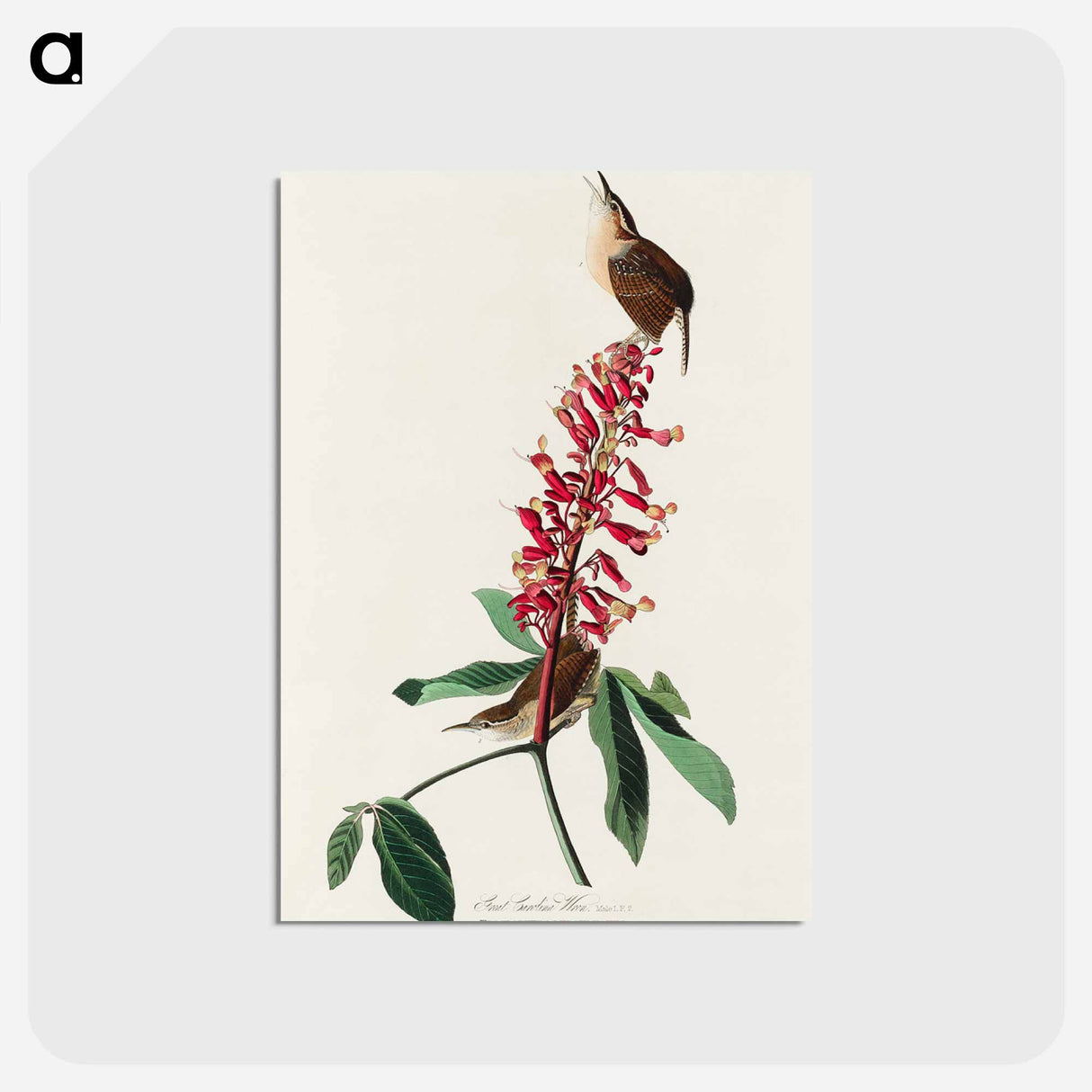アートポストカード-Great Carolina Wren from Birds of America
 - アメリカの鳥たち Postcard.