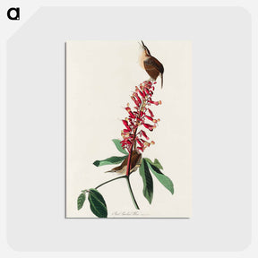 アートポストカード-Great Carolina Wren from Birds of America
 - アメリカの鳥たち Postcard.