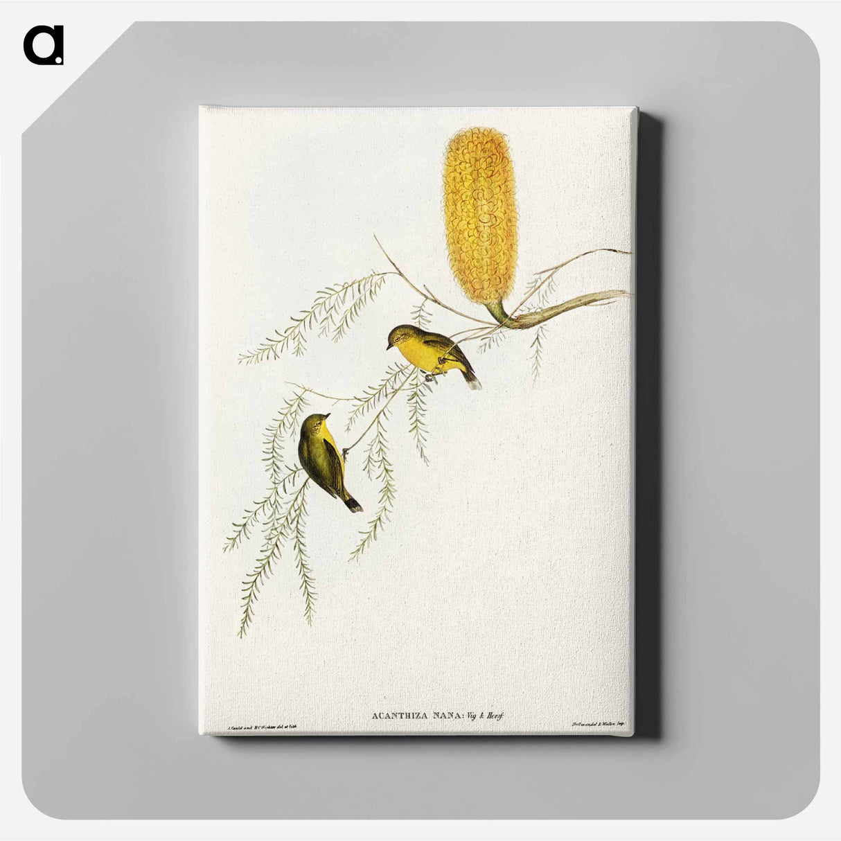 Little Acanthiza
 - オーストラリアの鳥 Canvas.