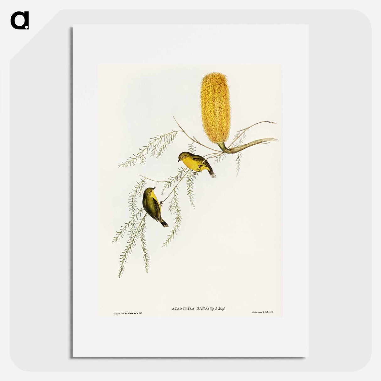 Little Acanthiza
 - オーストラリアの鳥 Poster.