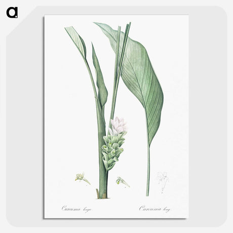 3-46_The-Lilies_picture-crop