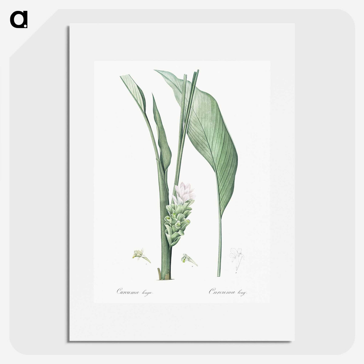 3-46_The-Lilies_picture
