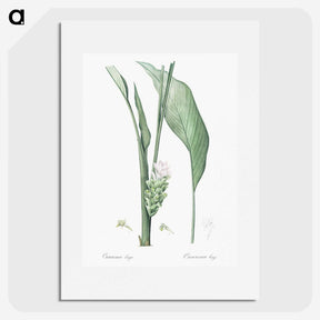 3-46_The-Lilies_picture