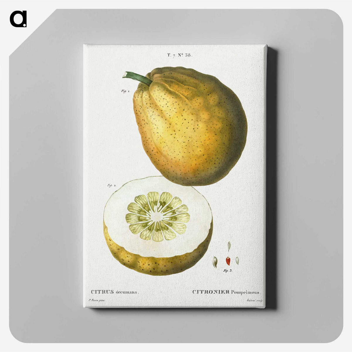 3-46_Treatise-on-Trees-and-Shrubs_canvas