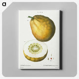 3-46_Treatise-on-Trees-and-Shrubs_canvas