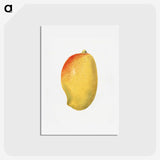 3-46_USDA-Watercolor-Fruit-Painting-Collection_hagaki