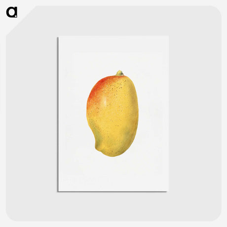 3-46_USDA-Watercolor-Fruit-Painting-Collection_hagaki