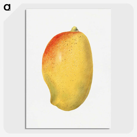 3-46_USDA-Watercolor-Fruit-Painting-Collection_picture-crop