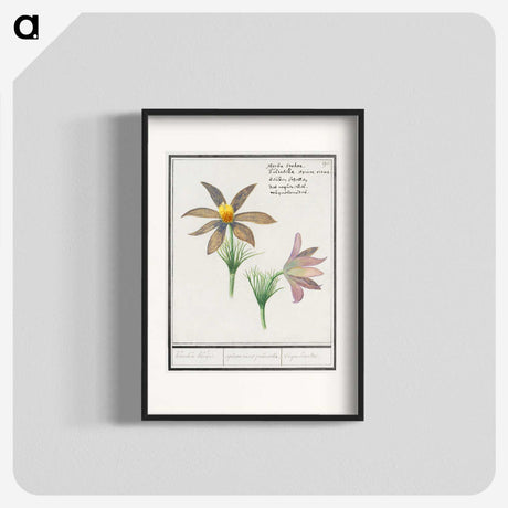 3-47_Anselmus-Boetius-de-Boodt_blk