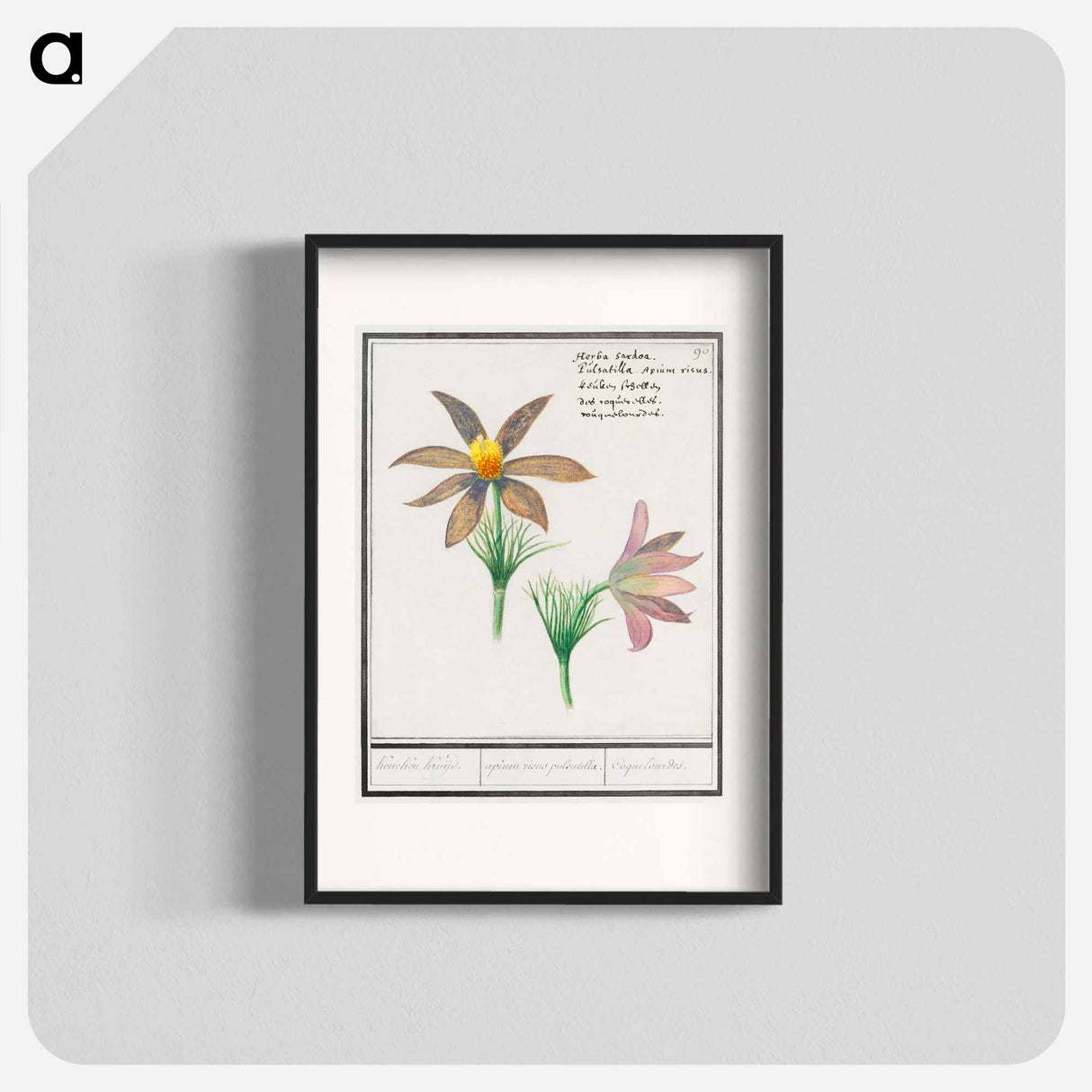 Anemone pulsatilla - アンセルムス ボエティウス デ ブート Poster.