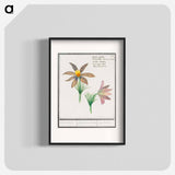 Anemone pulsatilla - アンセルムス ボエティウス デ ブート Poster.