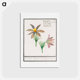 アートポストカード-Anemone pulsatilla - アンセルムス ボエティウス デ ブート Postcard.