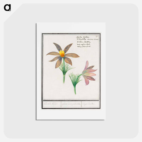 アートポストカード-Anemone pulsatilla - アンセルムス ボエティウス デ ブート Postcard.