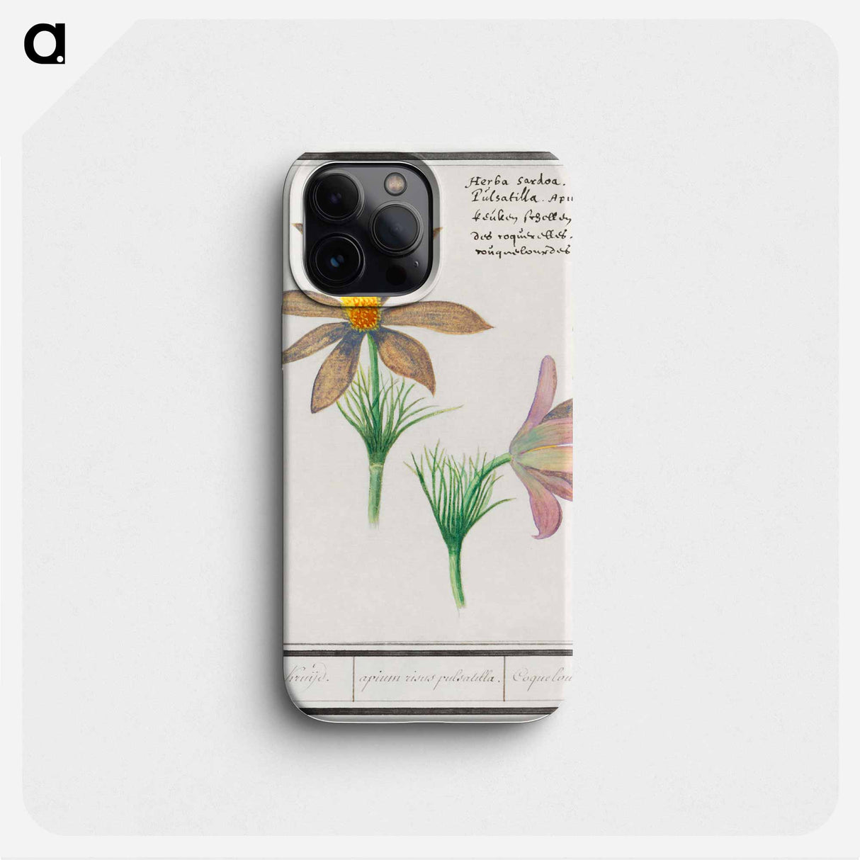 Anemone pulsatilla - アンセルムス ボエティウス デ ブート Phone Case.