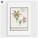 3-47_Anselmus-Boetius-de-Boodt_picture