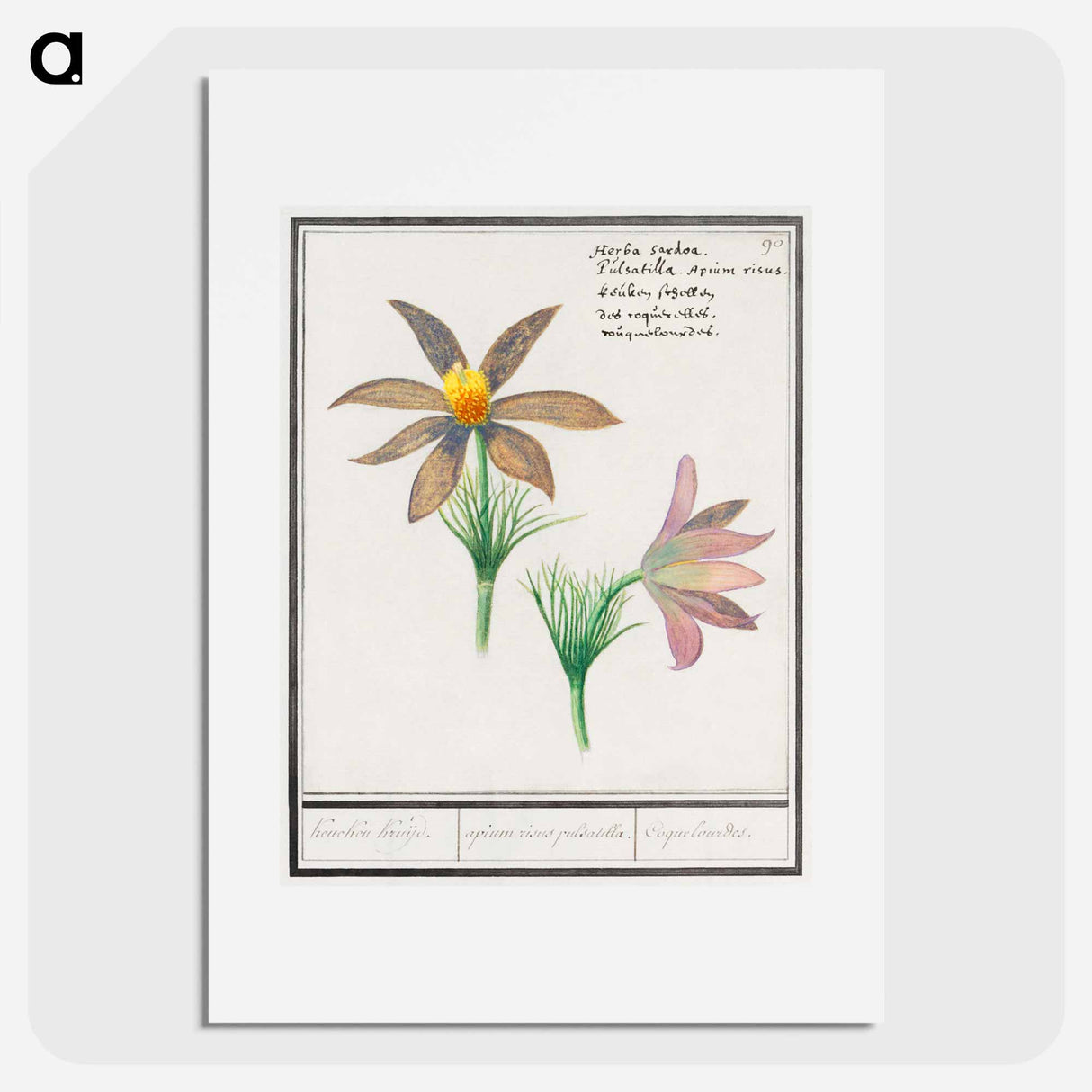 Anemone pulsatilla - アンセルムス ボエティウス デ ブート Poster.