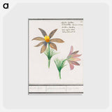アートポストカード-Anemone pulsatilla - アンセルムス ボエティウス デ ブート Postcard.