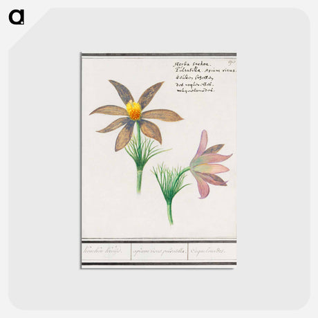 アートポストカード-Anemone pulsatilla - アンセルムス ボエティウス デ ブート Postcard.