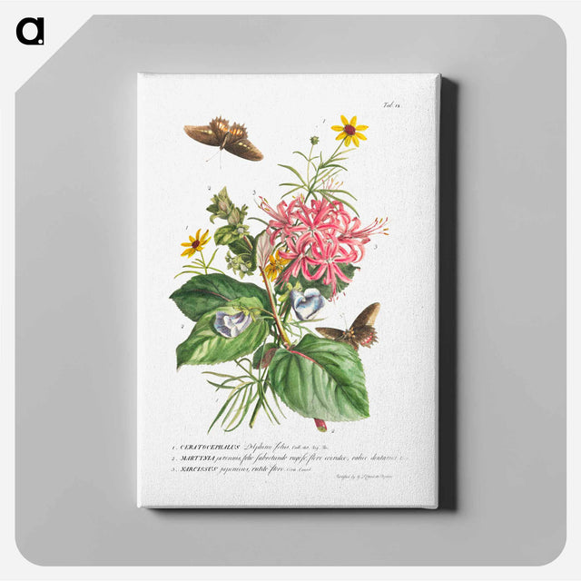 アートパネル-Plantae et papiliones rariores: No. 9–Daffodil, Cat's Claw, and Bur Buttercup
 - クリーブランド美術館 Canvas.