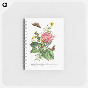 アートメモ帳-Plantae et papiliones rariores: No. 9–Daffodil, Cat's Claw, and Bur Buttercup
 - クリーブランド美術館 Memo.