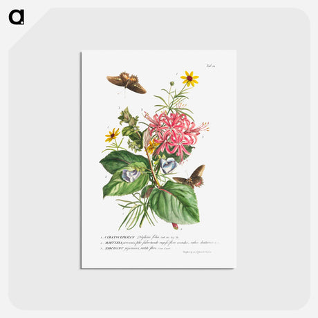 アートポストカード-Plantae et papiliones rariores: No. 9–Daffodil, Cat's Claw, and Bur Buttercup
 - クリーブランド美術館 Postcard.