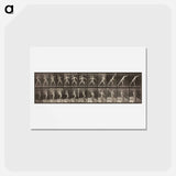 アートポストカード-Animal Locomotion, Plate 319
 - エドワード マイブリッジ Postcard.