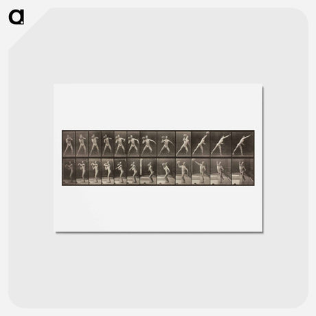 アートポストカード-Animal Locomotion, Plate 319
 - エドワード マイブリッジ Postcard.