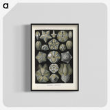 3-47_Ernst-Haeckel_blk-crop