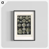 3-47_Ernst-Haeckel_blk