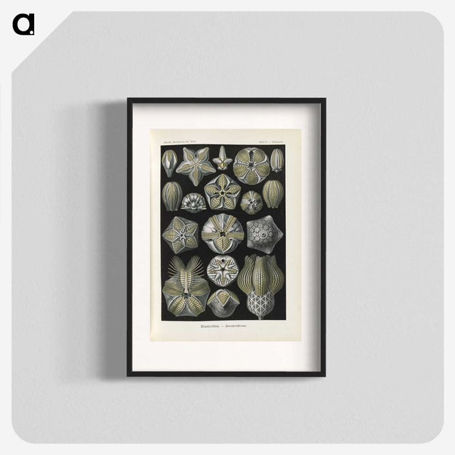 3-47_Ernst-Haeckel_blk