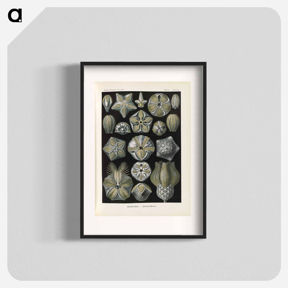 Coral illustration from Kunstformen der Natur - エルンスト ヘッケル Poster.