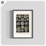 Coral illustration from Kunstformen der Natur - エルンスト ヘッケル Poster.