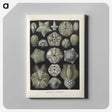 3-47_Ernst-Haeckel_canvas