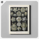 3-47_Ernst-Haeckel_canvas