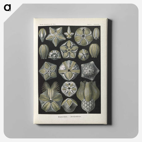 3-47_Ernst-Haeckel_canvas