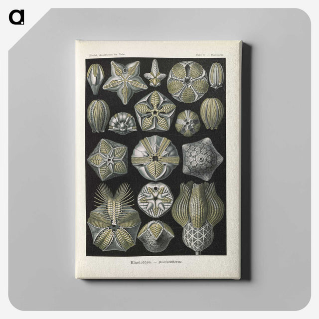 3-47_Ernst-Haeckel_canvas