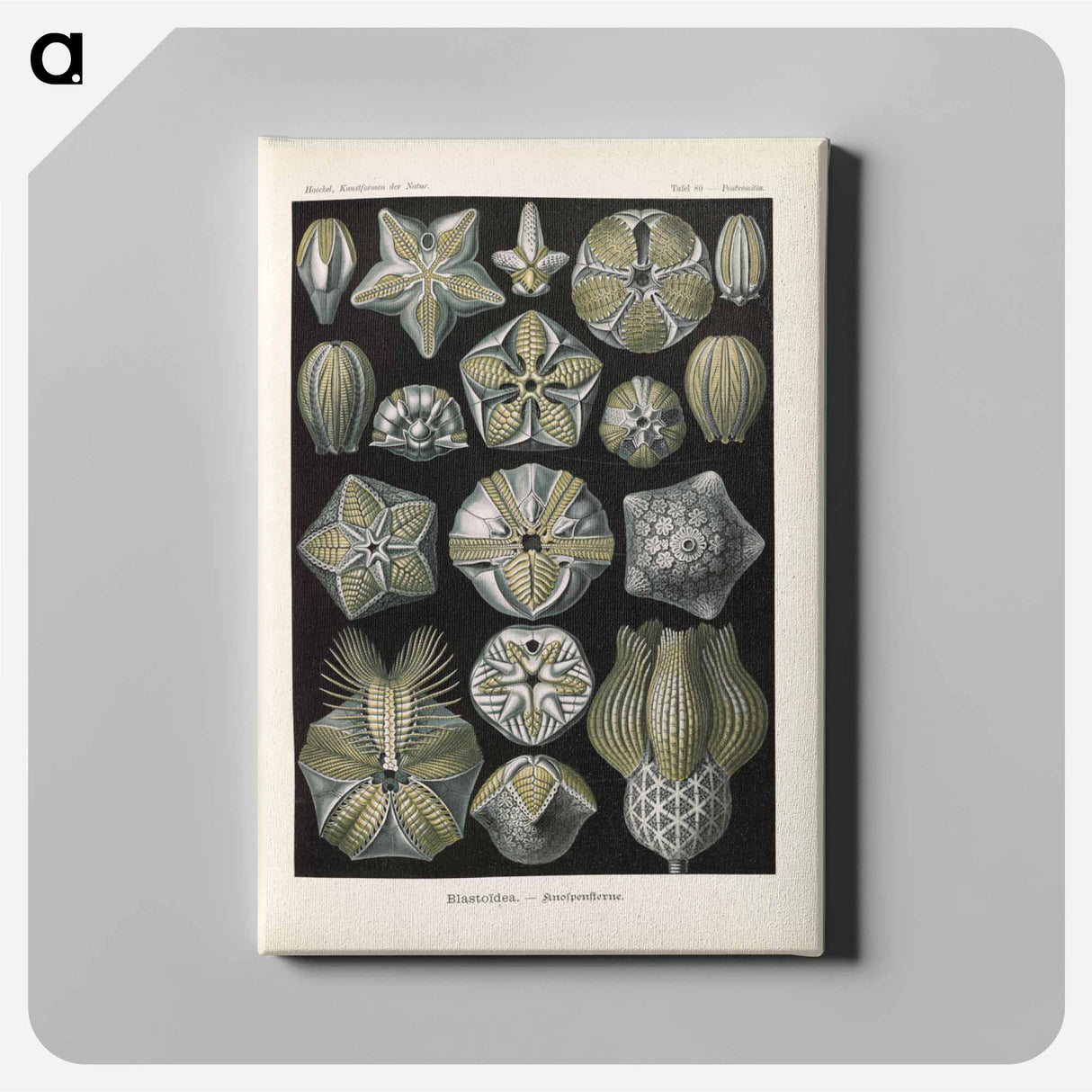 Coral illustration from Kunstformen der Natur - エルンスト ヘッケル Canvas.