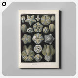 Coral illustration from Kunstformen der Natur - エルンスト ヘッケル Canvas.