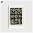 アートポストカード-Coral illustration from Kunstformen der Natur - エルンスト ヘッケル Postcard.